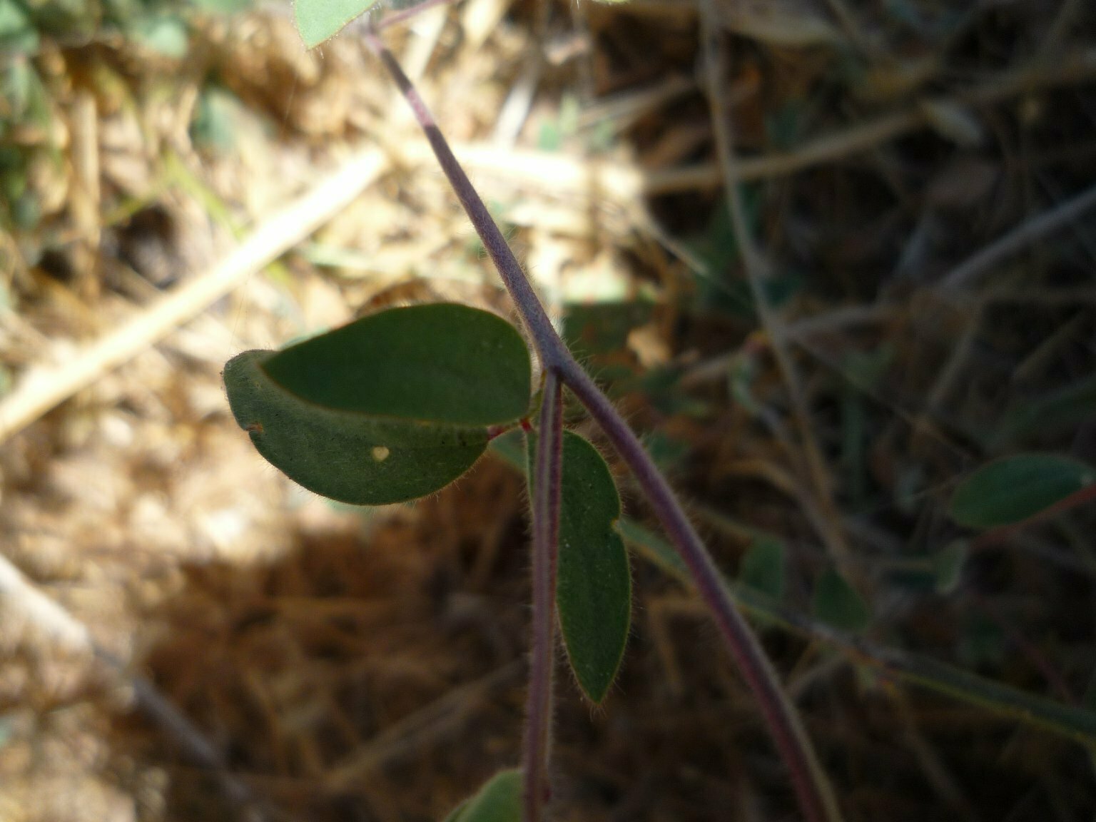 High Resolution Lathyrus latifolius Leaf